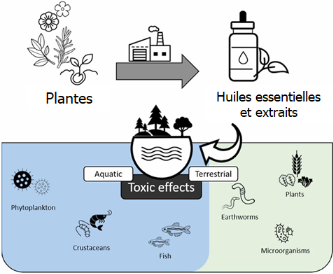 Les huiles essentielles sont-elles toxiques pour les organismes vivants ?