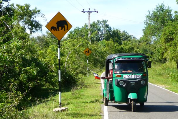 tuk tuk rallye au Sri Lanka - elephants sur les routes